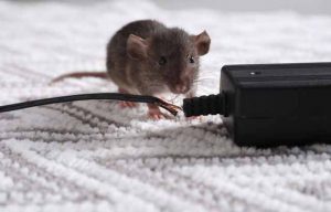 Pest Control