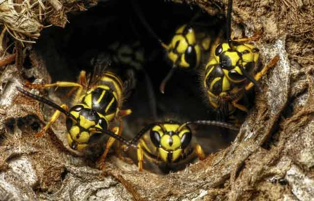 Know About Yellowjackets