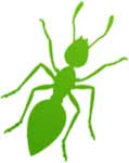 Green Ant Right