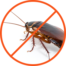 Pest Control Services