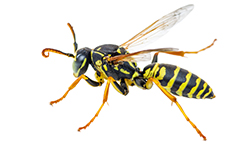 Yellow Jackets Wasp